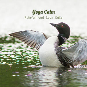Yoga Calm: Rainfall and Loon Calls