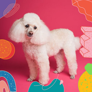 Guitar Chill Out - Background for Happy Puppies album