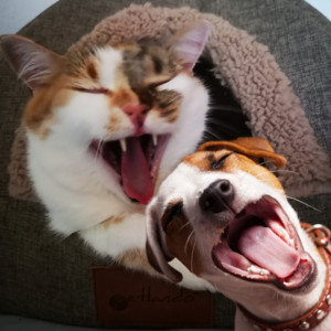 Leonardo Travensoli - Laughter, Lots of Laughter