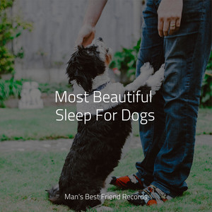 Most Beautiful Sleep For Dogs album