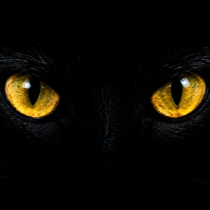 OBSERVACIÓN by RNEA