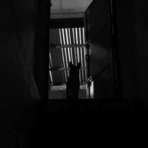 A Dog With No Name - ซื่อ(สัส)