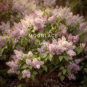 Lilac by Moonlace