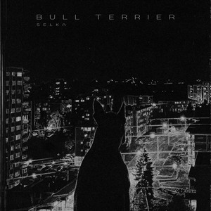 Selka - Bull Terrier