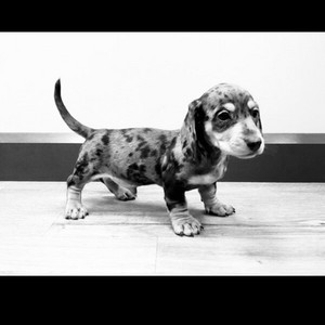L1lH1774 - Dachshund