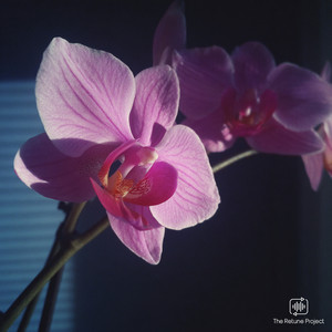 Orchid by J.Kobee, Sineg, The Retune Project