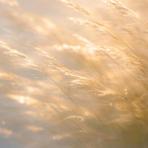 Sessions on the Green - Carried By the Day (feat. Daniel Armand)