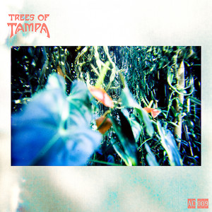 Samba Iyá by Trees of Tampa