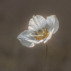 Anemone by Ferragno