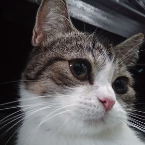 kucing tetangga - Instrumen Islami (feat. ahmed)