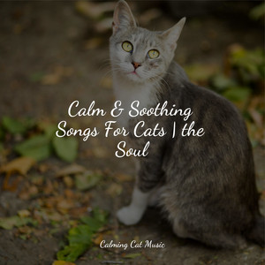 Calm & Soothing Songs For Cats | the Soul album