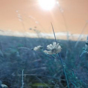 Reflective Realm Retreat - Simple happiness