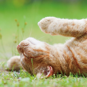 恩田 貴則 - A Cat Song That Seems to Fit a Cat Video