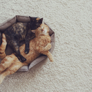 Binaural Beats to Calm Cats Vol. 1 album