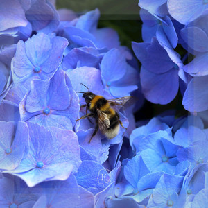 Pollen