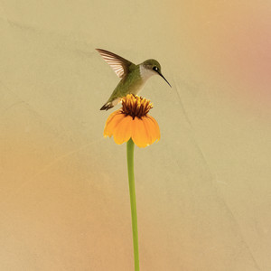 hummingbird by the tofu paradigm