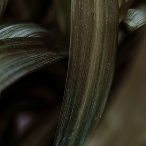 Whispering Beauty by Joyce Nix