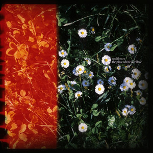 Wallflower - In Silence