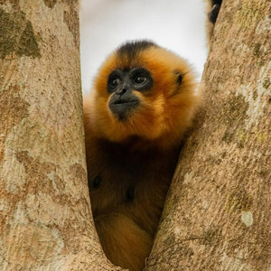 Yellow-Cheeked Gibbon by The Knight in Shining Armor