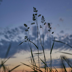 all along by pete castle