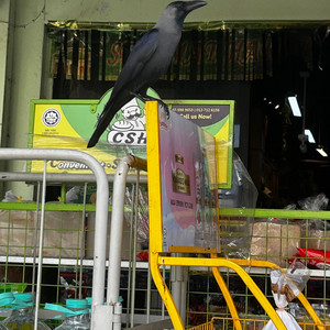 like a crow