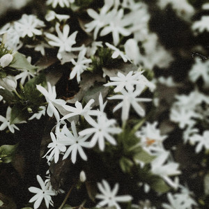 jasmin by chlorophylle