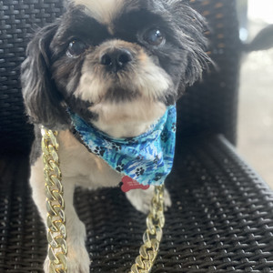 Petty President - Well I Be Damn