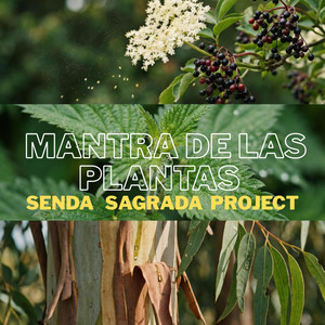 SENDA SAGRADA PROJECT - MANTRA DE LAS PLANTAS