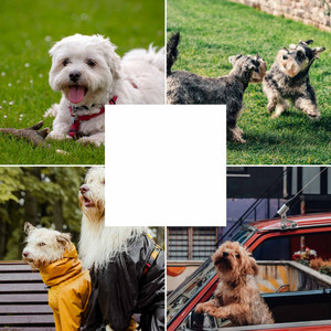 Trio Jazz - Bgm for Doggy Sleep Zone album