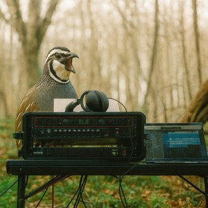Only Quail Can Save Us Now by Quail Ridge SoundWorks