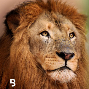 Braam Official - You are Holy