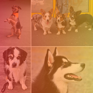 Dashing Background for Calming Pups album