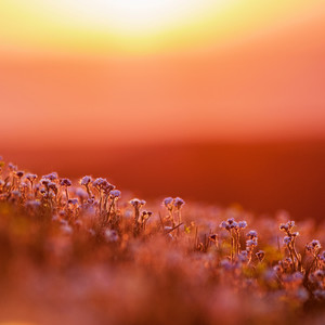 Mei - 你喜欢的人的梦里面