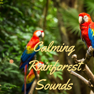 Calming Rainforest Sounds album
