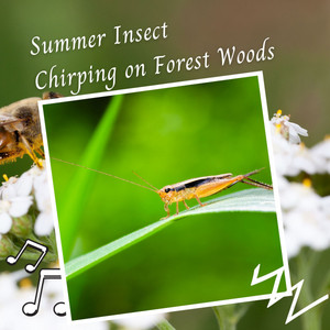 Summer Insect Chirping on Forest Woods album
