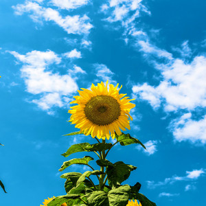 Uwe Sauer Lobpreis - Neue Hoffnung kam durch Dich