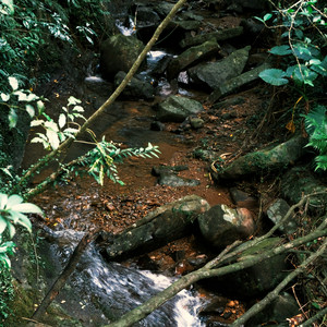 Soft Light Along the Path - Ambient Version