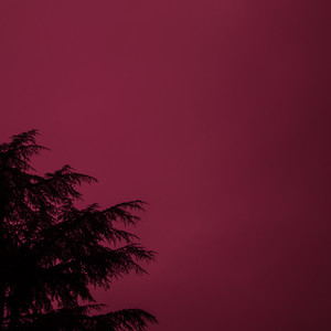 Roots by Sungiovese