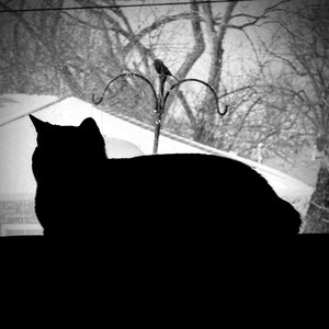 Feline Useful by Eli Manos