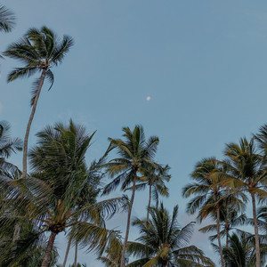Fresh Palm by Golden After