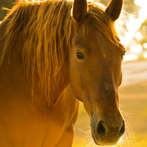 Nessa Dias - Horse and Soul