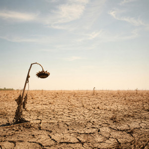 August the Drought Year by M Rell