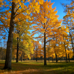 Caliostro Venamir - The Exit Was Always There