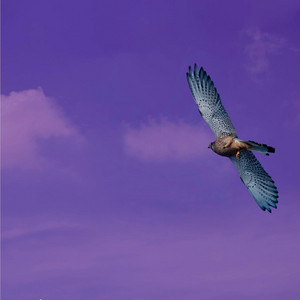 Pájaros y Aviones by Rantseni