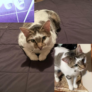 speed mirage - The Last Image of Me Yr Gonna Have Is the Ghost You Created