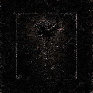 Black Rose by Joey Supratta