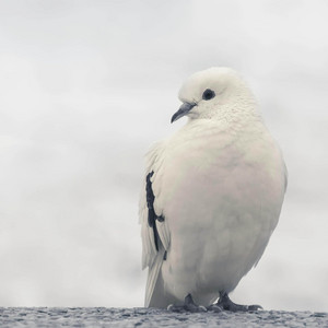 Peace by Melle B.