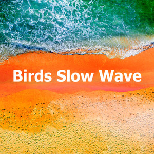 Birds Slow Wave album