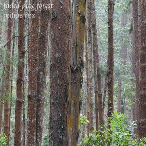 Faded Pine Forest by Reitius Rex