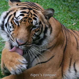 tiger's tongue by Lucy Fair